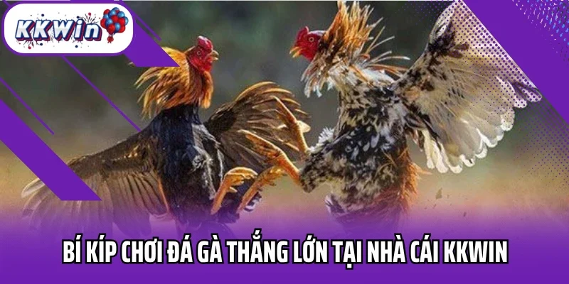 Bí kíp chơi đá gà thắng lớn tại nhà cái KKWIN
